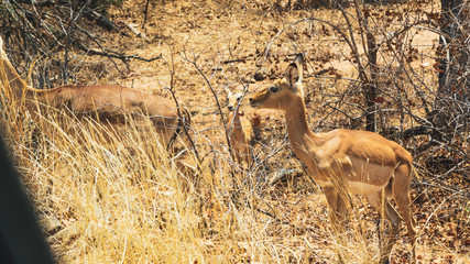 Springbocks in south Africa 