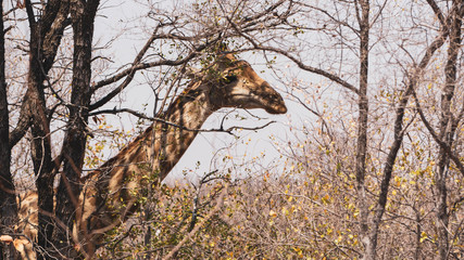 Giraffe behind a tree