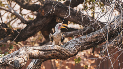 Yellow beak hornbill on a branch
