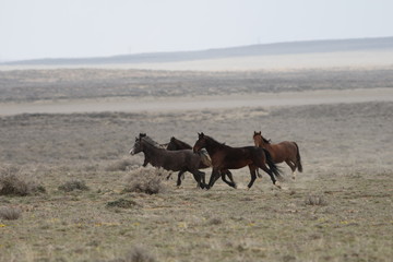 Rare and elusive wild horses in the Red Desert of Wyoming © Tsado