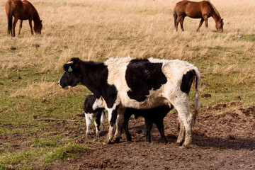 Scene view of little calf suckling from its mom on a green meadow in Patagonia, Esquel, Argentina