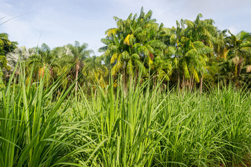 Sugar cane field in Martinique