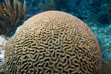 Brain Coral underwater in the Florida Keys National Marine Sanctuary, Key Largo