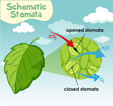 Diagram showing schematic stomata