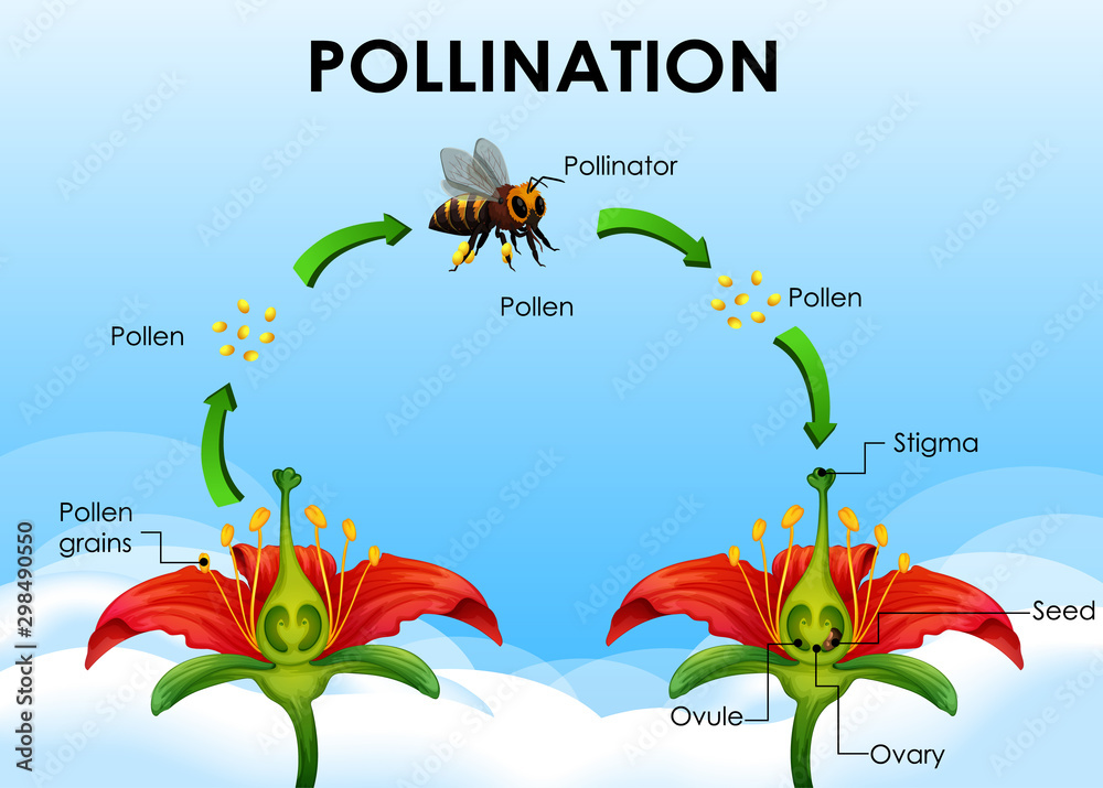 Sticker Diagram showing pollination cycle