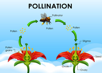 Diagram showing pollination cycle - obrazy, fototapety, plakaty