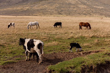 Scene view of cattle herd and horses on a green meadow against Andes mountains in Esquel, Patagonia, Argentina