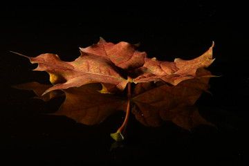 simple photos of autumn leaf in photo studio