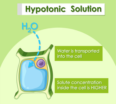 Diagram showing hypotonic solution