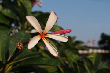 Fototapeta premium Temple tree flowers, Apocynaceae Frangipani or Plumeria 