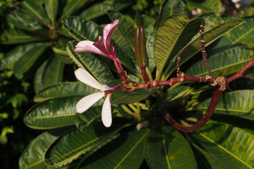 Temple tree flowers, Apocynaceae Frangipani or Plumeria 