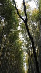 Obraz premium Arashiyama Kyoto, Bamboo forest, Japan garden, Kyoto tour