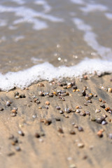 Fototapeta na wymiar shells on the shore of the beach 