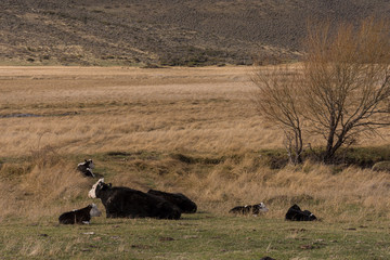 Scene view of cattle herd lying on a green meadow