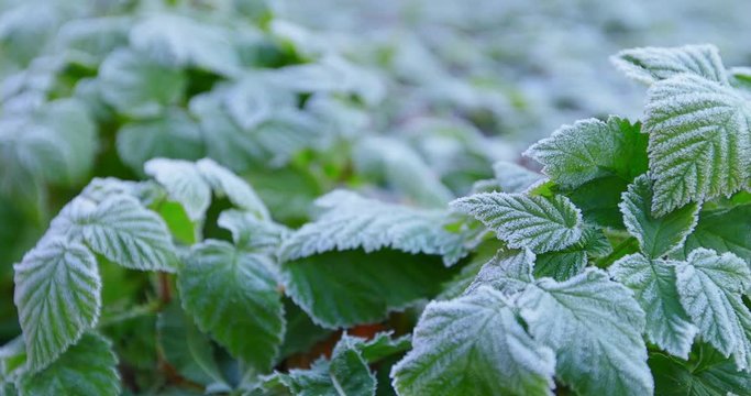 Autumn green leaves and grass in frost