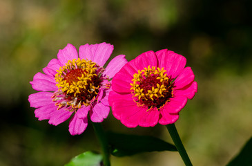 Obraz premium Zinnia