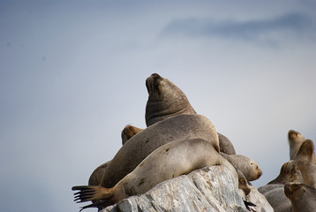 Sea lions in Ushuaia patagonia