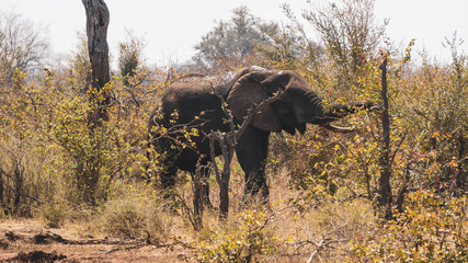 Fototapeta premium elephant in the kruger national park