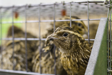 birds quail in a cage in the room