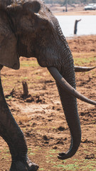elephant in the kruger national park