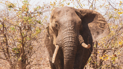 elephant in the kruger national park