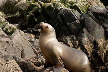 Naklejka premium Sea lions in Ushuaia patagonia