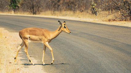 impala in the savanna