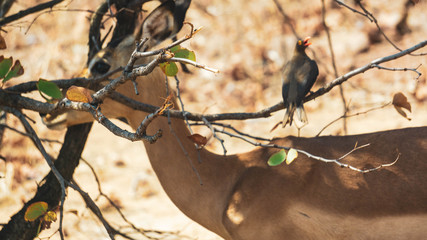 bird on a branch