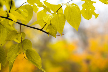 Wild bush with fallen leaves on blurred background