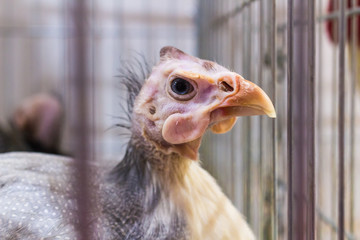 Pintado. Portrait of Guinea fowl. Bird.