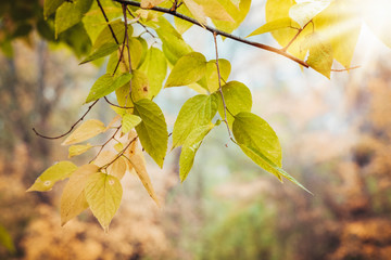 Wild bush with fallen leaves on blurred background