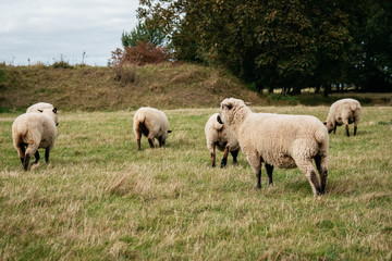 Obraz premium Flock of sheep grazing on green hills