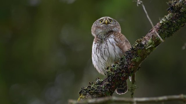 Eurasian pygmy owl (Glaucidium passerinum) calling