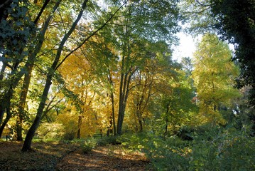 multicolor leaves of deciduous trees in park at autumn