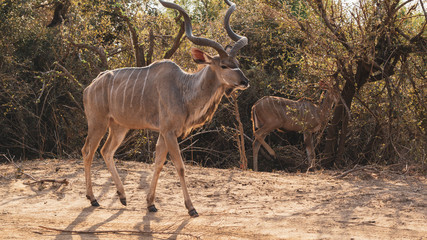 kudu antelope