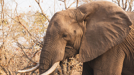 elephant in the kruger national park