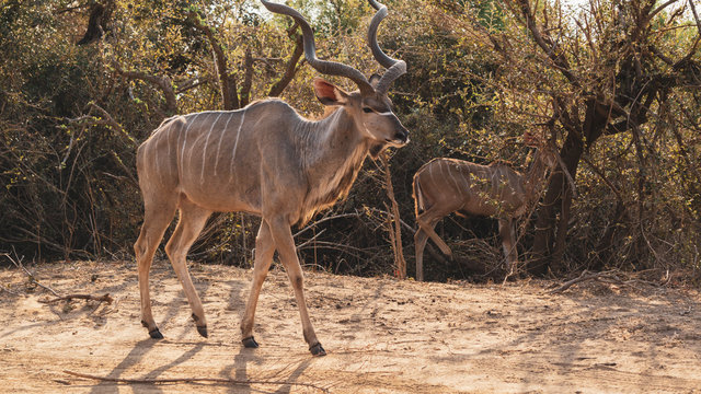 kudu antelope