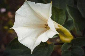 Datura innoxia is a species in the family Solanaceae