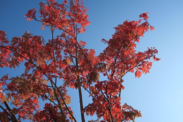 日本国北海道の秋の紅葉