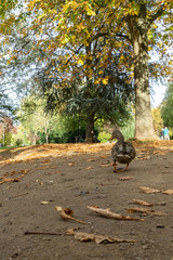 Ente aus Wetzlar posiert für Foto