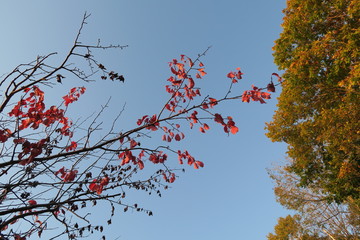日本国北海道の秋の紅葉