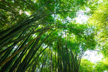 Fototapeta na wymiar bamboo forest, beautiful green natural background at thailand