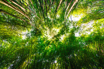 bamboo forest, beautiful green natural background at thailand