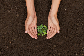 Hand protect plant grow on soil top view metaphor protect an environment or solution of climate...