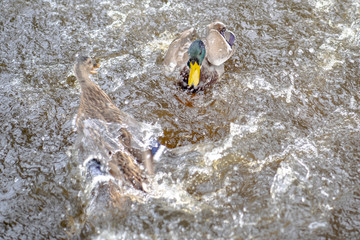 Ducks fighting with each other on the water. Taken in Autumn in the Riga Latvia