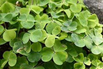 Closeup oxalis acetosella known as wood sorrel with blurred background in garden