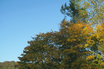 Fototapeta premium 日本国北海道の秋の紅葉