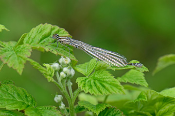 Hufeisen-Azurjungfer (Coenagrion puella), Weibchen - Azure damselfly, female