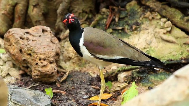 Red-wattled Lapwing with Zoom Out Technique