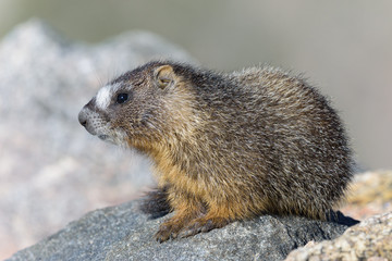 Fototapeta premium Marmot Resting on Rock at the Top of Mount Evans, Colorado